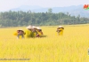 Thời sự Tối NinhBinhTV - 05/7/2025