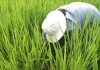 Thời tiết nông vụ  28/4/2025