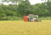 Vàng trong đất  25/6/2025