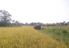 Vàng trong đất 29/11/2023
