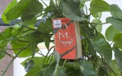 Mị nguyệt