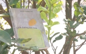 MN1CS:  Đánh đường tìm hoa