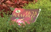 MN1CS:  Hoa râm bụt