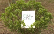 MN1CS  Mùi chữ