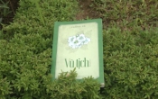 MN1CS:  Vũ Tịch