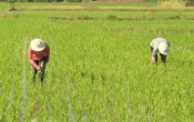 Nhà nông cần biết  29/7/2022