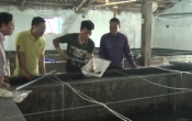 Vùng biển quê tôi:  Bạch Long khuyến khích các doang nghiệp mở rộng phát triển sản xuất giống