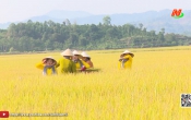 Thời sự Tối NinhBinhTV - 05/7/2025