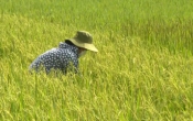 Thời sự truyền hình tối ngày   30/5/2022