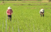 Thời tiết nông vụ  04/3/2024