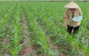 Thời tiết nông vụ  20/02/2023
