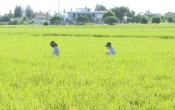Thời tiết nông vụ  20/5/2024