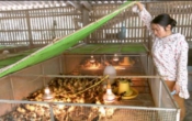 Thời tiết nông vụ  22/5/2023