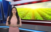 Thời tiết nông vụ ( 25/03/2019 )