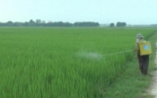 Thời tiết nông vụ  26/8/2024