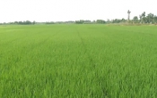 Thời tiết nông vụ  29/4/2024