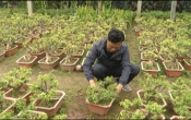 Vàng trong đất (11/02/2021)