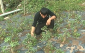 Vàng trong đất (12/02/2020)