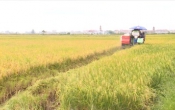 Vàng trong đất 16/6/2022
