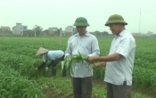 Vàng trong đất (19/07/2020)