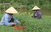 Vàng trong đất (20/9/2020)