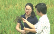 Vàng trong đất (21/06/2020)