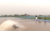 Vàng trong đất (21/3/2021)