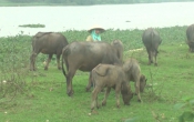 Vàng trong đất (22/11/2020)