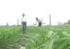 Nhịp cầu nhà nông  30/5/2025