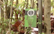 Cát trọc đầu
