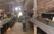Học và làm theo Bác  24/4/2022