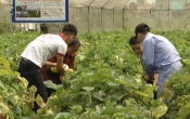 Nhịp cầu nhà nông ( 07/06/2020 )
