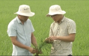 Nhịp cầu nhà nông ( 29/03/2020 )