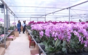 Ứng dụng KHKT vào trồng hoa, cây cảnh  10/02/2024