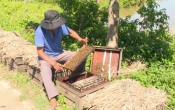 Vàng trong đất  09/4/2023
