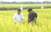 Vàng trong đất  20/6/2024