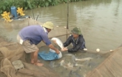 Vàng trong đất  24/7/2024