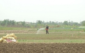 Vàng trong đất  27/11/2024