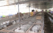 Vàng trong đất  28/02/2025