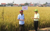 Vàng trong đất  29/10/2024