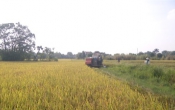 Vàng trong đất  29/11/2023