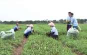 Vàng trong đất  31/01/2024