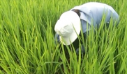 Thời tiết nông vụ  28/4/2025